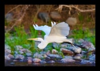 Framed Great Egret