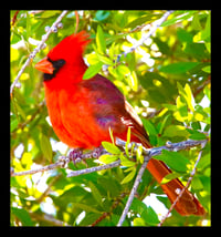 Framed Cardinal in Tree