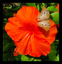 Framed Hibiscus and Butterfly