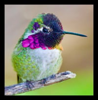Framed Colorful Hummingbird