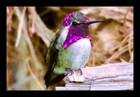 Framed Hummingbird on Palm