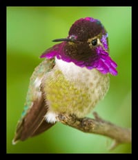 Framed Purple Hummingbird