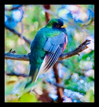 Framed Trogon with Blue