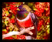 Framed Trogon with Berries