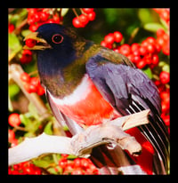 Framed Trogon with 1 Berry
