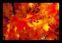 Framed Fall Leaves