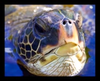 Framed Close up Sea Turtle