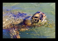 Framed Sea Turtle 2
