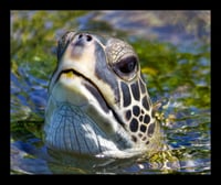 Framed Sea Turtle 1
