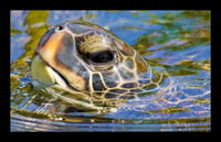 Framed Hawaiian Sea Turtle