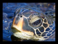 Framed Sea Turtle Swimming