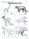 The Weatherly Guide to Drawing Animals