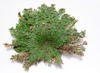 Image 1 of  Rose of Jericho Resurrection Plant Kit 