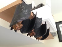 Image 5 of Paper & Wire Sculptures.