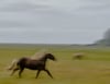 Horses in Motion (Intentional Camera Movement), 2022 | 