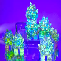 Image 4 of GID Pixie Pebbles Spark 2024