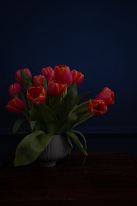 Tulips in the Dark