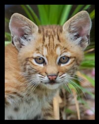 Framed Bobcat Kitten big Eyes