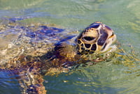 Sea Turtle 2