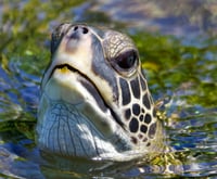 Sea Turtle 1