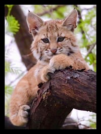 Framed Older Kitten in Tree