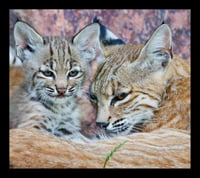 Framed Momma and Bobcat Kitten Love