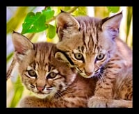 Framed Baby Bobcats Cuddling