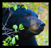 Framed Bear in Wyoming