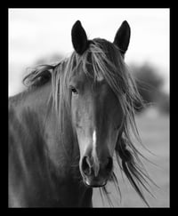 Framed Wild Horse in Black and White