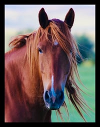 Framed Wild Horse in Color