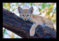 Framed Bobcat in Tree
