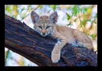 Framed Bobcat in Tree