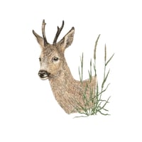 Image 3 of ROE DEER BLANK CARD