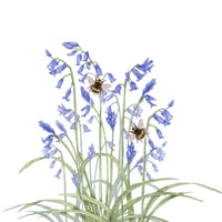 Image 3 of BLUEBELL BLANK CARD