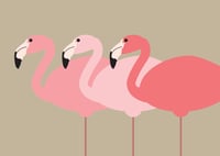 Image 1 of Flamingos Collection