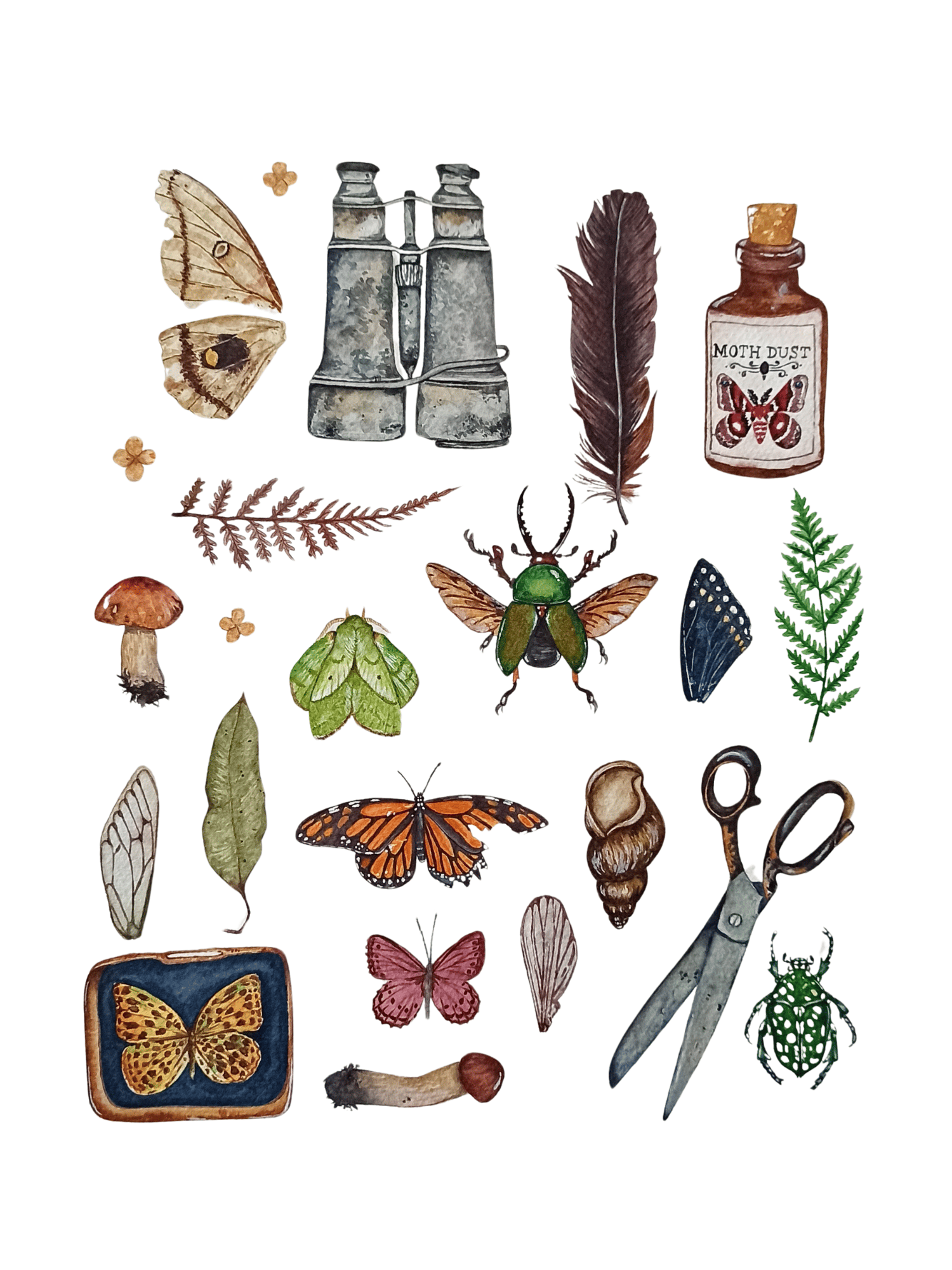 Image of Entomology Cabinet Watercolor Illustration PRINT 