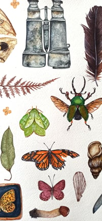 Image 6 of Entomology Cabinet Watercolor Illustration PRINT 