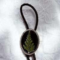 Fern Bolo