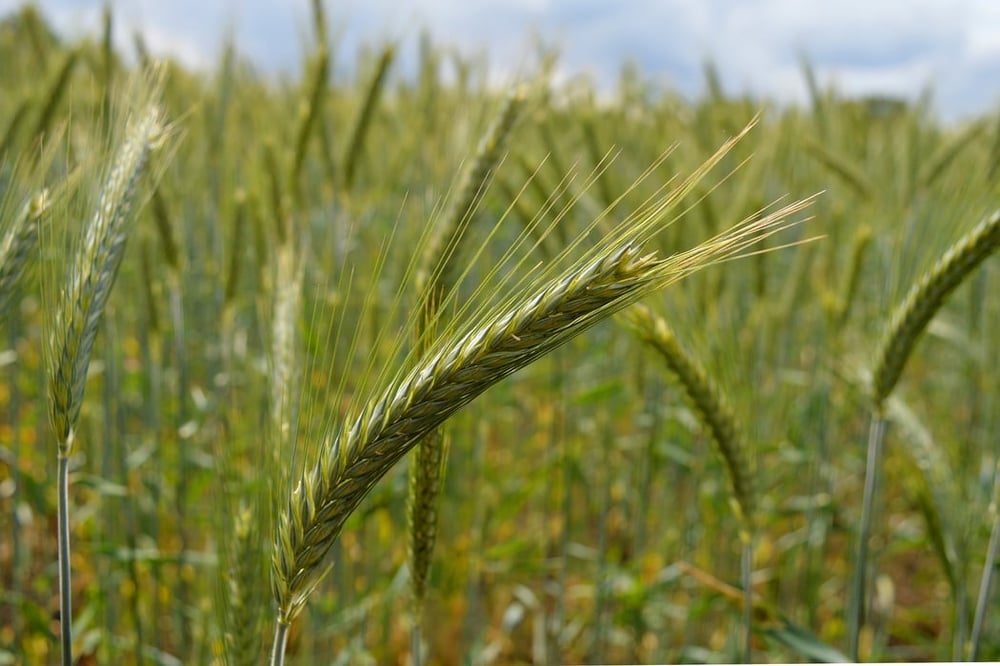 GRASS ROOTS! Rolled Rye Flakes-Whole/Smashed Heirloom Berries. Cholesterol-Diabetes