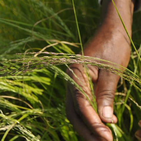 GRASS ROOTS! South African Teff Grass Protein. Weight-Anemia-Stamina-Bones-Teeth-PMS-Cholesterol