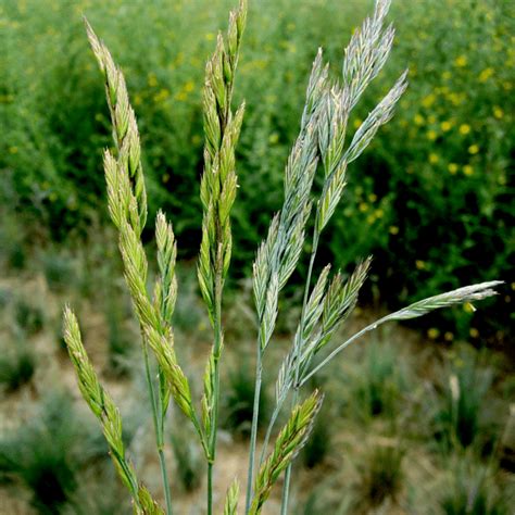 GRASS ROOTS! South African Teff Grass Protein. Weight-Anemia-Stamina-Bones-Teeth-PMS-Cholesterol