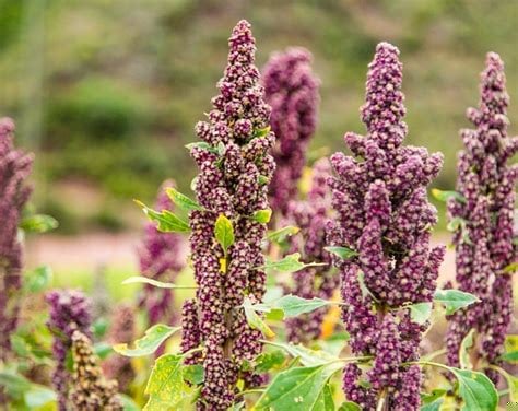 KEEN-WAH/KAN-YI-WA/AM-UR-RANTH/kah-MOOT Diabetes-Cholesterol-Muscle-Quercetin-Bone-Toxins-Anemia