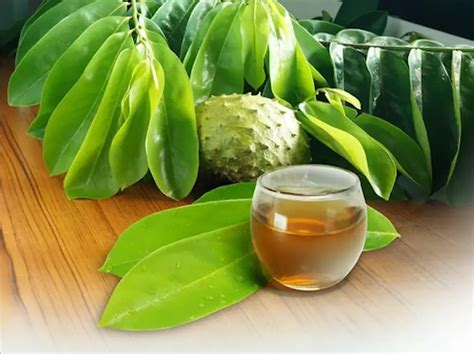 Wild Soursop Leaves/Fruit Powder. Pain-Stress-Immunity-Insomnia-Parasites-Bone-Chemo-Fibromyalgia
