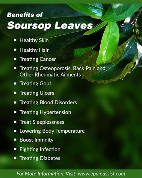 Wild Soursop Leaves/Fruit Powder. Pain-Stress-Immunity-Insomnia-Parasites-Bone-Chemo-Fibromyalgia