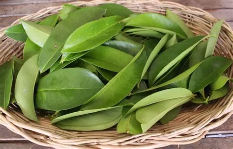 Wild Soursop Leaves/Fruit Powder. Pain-Stress-Immunity-Insomnia-Parasites-Bone-Chemo-Fibromyalgia