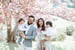 Image of Kwanzan Cherry Blossom Mini Sessions Spring 2024