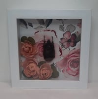 Image 1 of Rose Beetle