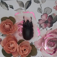 Image 2 of Rose Beetle