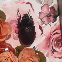 Image 3 of Rose Beetle