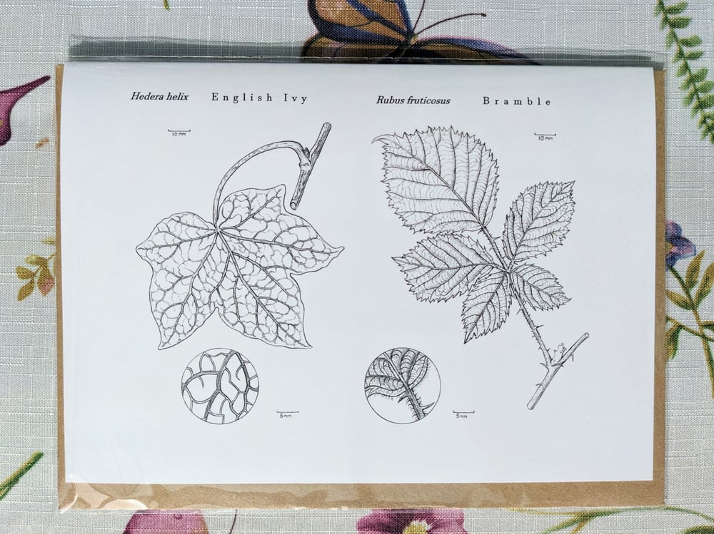 Image of Black and White Cards - Ivy and Bramble and Nuts